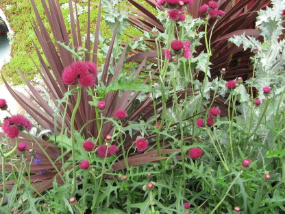 Chelsea Flower Show